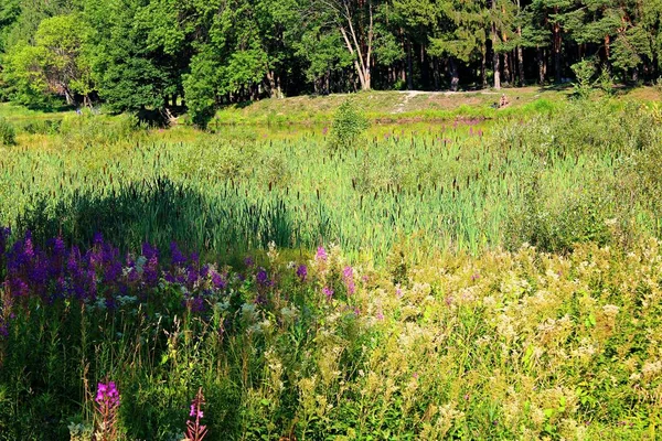 summer landscape in the forest in Sunny weather