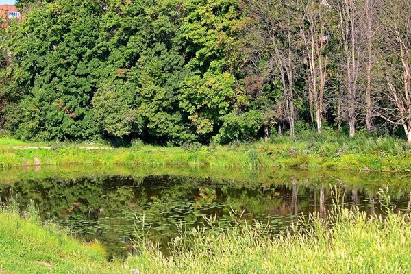 Malý Rybníček Vodními Lilie Lesním Parku — Stock fotografie