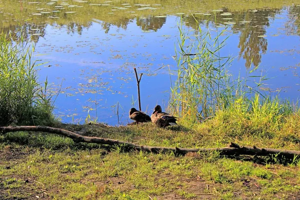 Patos Descansando Grama Lago — Fotografia de Stock