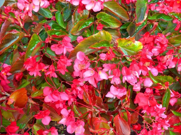 beautiful shrub with red flowers and green leaves