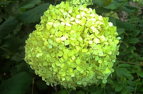 Pianta Verde Con Petali Teneri Giardino — Foto Stock