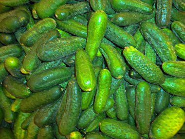 yeni hasat taze salatalık yığını