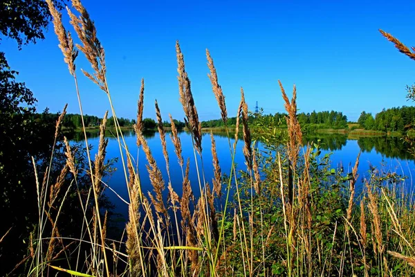Una Vista Del Lago Través Una Vegetación Costera Seca — Foto de Stock