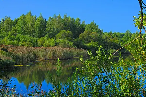 Cubierto Vegetación Orilla Del Lago Del Bosque — Foto de Stock