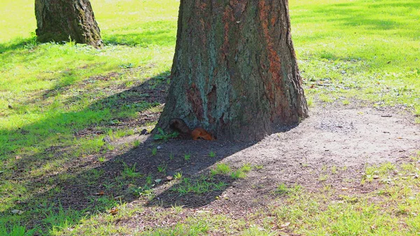 Scoiattolo Scava Buco Sotto Albero — Foto Stock