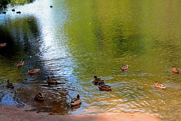 Patos Nadam Água Perto Costa — Fotografia de Stock