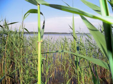 Sazlıkların arasından göl manzarası
