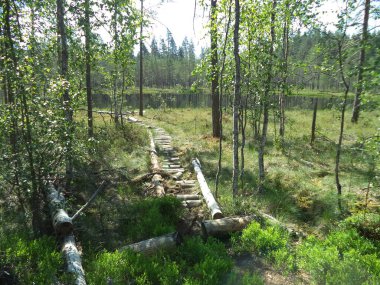 Küçük bir orman gölüne kütük döşeme