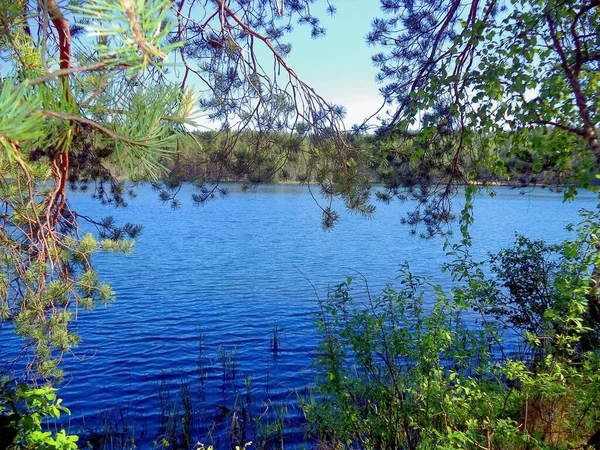 Vista Del Lago Del Bosque Través Del Follaje Verde Los — Foto de Stock