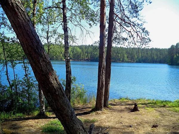 Rivage Sur Beau Lac Forestier Par Temps Été — Photo