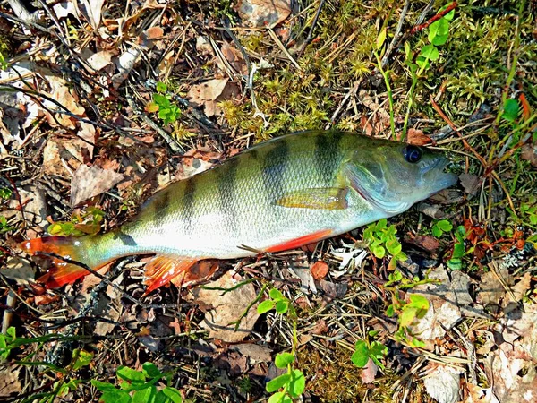 Пойманная Рыба Лежит Зеленой Траве — стоковое фото