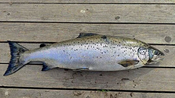 caught fish lake trout lying on the boards