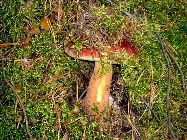 Champignon Blanc Pousse Dans Mousse Verte Dans Forêt — Photo