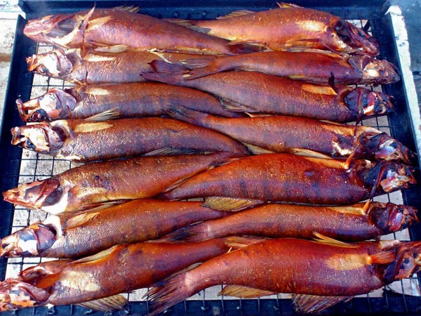 Peixe Zander Defumado Colocado Uma Grade — Fotografia de Stock