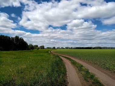 Orman boyunca tarladan geçen yol.