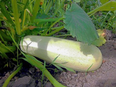 Taze kabak Güneşte bahçede olgunlaşır