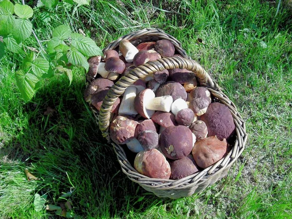 Panier Avec Des Champignons Blancs Frais Sur Herbe — Photo