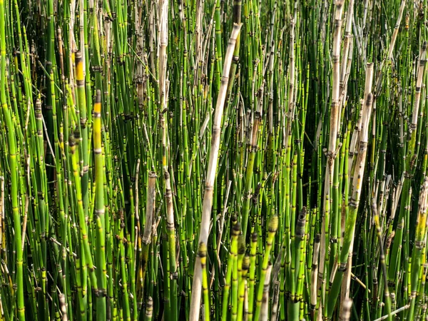 Arka plan bahar doğa, parkta İsrail üzerinde bambu. Makro çekim. — Stok fotoğraf