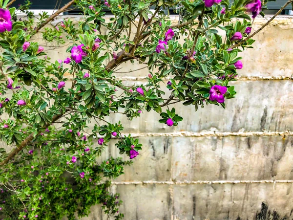 Muro di pietra con fiori primaverili nel parco. Colpo da vicino — Foto Stock