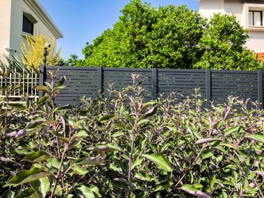 Oteller: Beyaz ahşap çit güzel yeşil yaprakları. Atış kapatın.