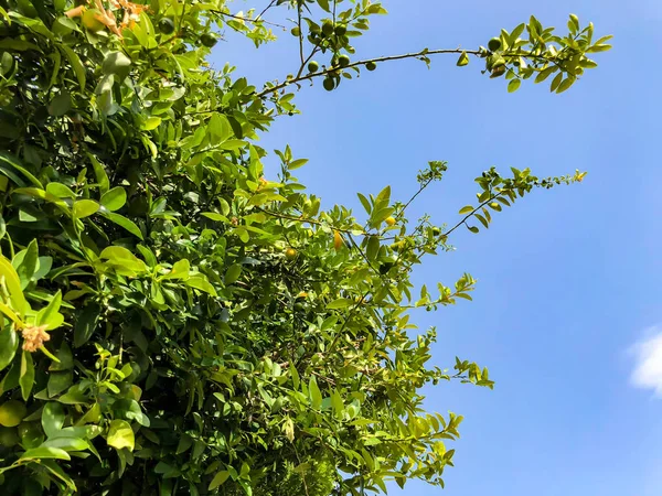 Gökyüzüne karşı parkta güzel eski ağaç. Atış kapatın — Stok fotoğraf