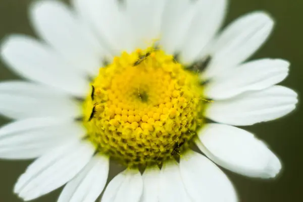 Zbliżenie z pięknym kwiatkiem z pyłku żółty i biały płatek. — Zdjęcie stockowe