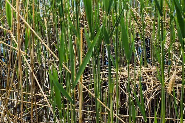 Plantas na margem do rio close-up de foco seletivo. Fecho do bulrush — Fotografia de Stock