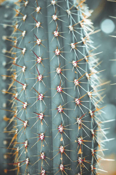 Cactus de colores en primavera en la naturaleza, Israel. Macro tiro . —  Fotos de Stock
