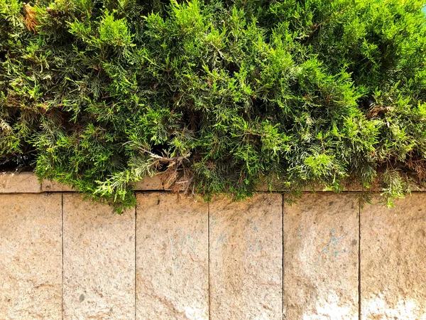 Por encima de la valla de piedra hay hermosas hojas verdes. Primer plano. . — Foto de Stock