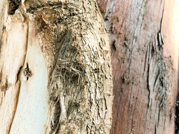 Güzel eski ağaç parkta. Doku arka görünümü kapatmak — Stok fotoğraf