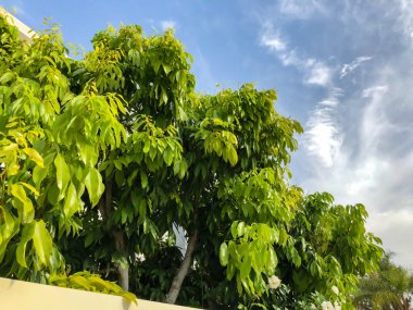 Yeşil yapraklı gökyüzü arka plan. Atış kapatın.