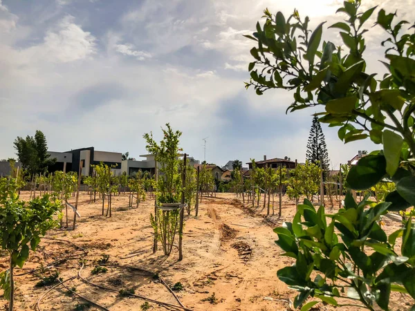 Bir çiftlikte yeni dikilen ağaçlar verimliliği kuraklık döneminde İsrail'arayan bir sulama sistemi ile sulanan — Stok fotoğraf
