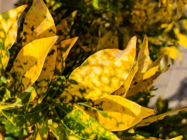 Goldfarbene Blätter in israel. Nahaufnahme. — Stockfoto