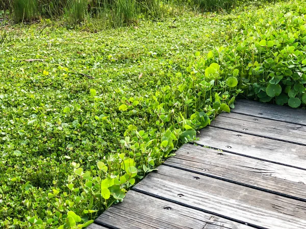 Pintoresca pasarela de madera a lo largo de la orilla del lago en Rishon Le Zion . —  Fotos de Stock