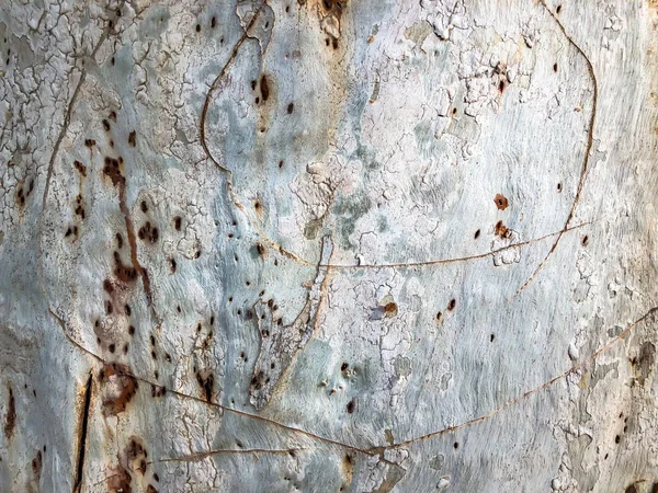 Schöner alter Baum im Park. Textur Hintergrund Nahaufnahme Ansicht — Stockfoto