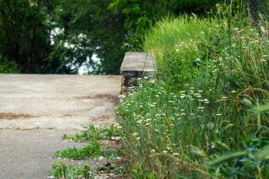 Papatya çiçek arka plan. Papatya bahçesinde taze çiçekler. Bloom. Çiçek açan alan.