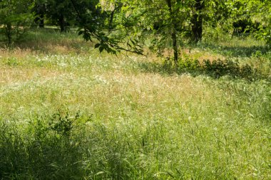 Yeşil çim makro yakın çekim. Arka plan yeşil çim kaynaklanıyor.