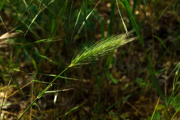 Klásky mladé pšenice close-up. uši zelené nezralé pšenice — Stock fotografie