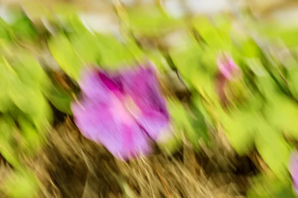 Efeito abstrato de borrão de movimento. Flores borradas de primavera — Fotografia de Stock