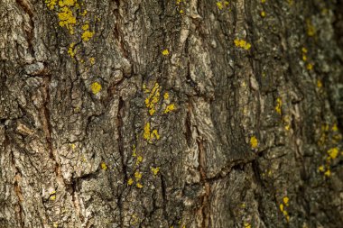 Ağaç kabuğu. Arka plan tasarımı için. Yakın çekim