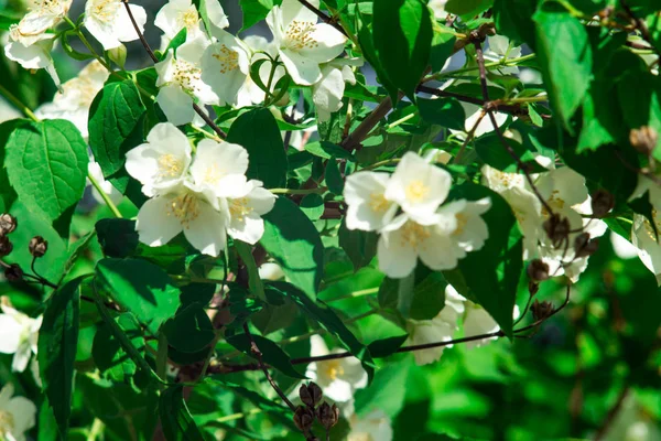 Branche de fleurs de Jasmin. Fleurs en gros plan dans un jardin. Fleurs de jasmin fleurissant sur le buisson dans la journée ensoleillée . — Photo