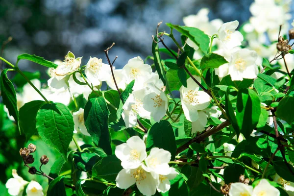 Branche de fleurs de Jasmin. Fleurs en gros plan dans un jardin. Fleurs de jasmin fleurissant sur le buisson dans la journée ensoleillée . — Photo
