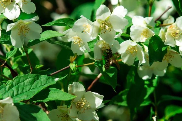 Branche de fleurs de Jasmin. Fleurs en gros plan dans un jardin. Fleurs de jasmin fleurissant sur le buisson dans la journée ensoleillée . — Photo