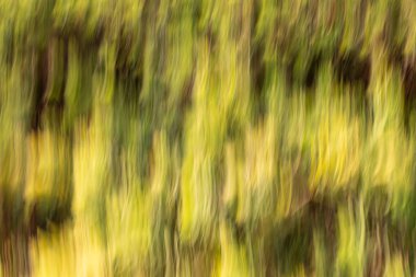 Soyut hareket bulanıklığı etkisi. Bulanık çiçekler bahar