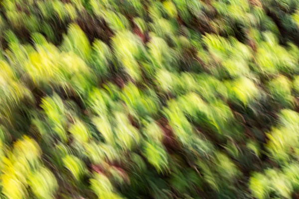 Abstraktní motion blur efekt. Jarní rozmazané květy — Stock fotografie