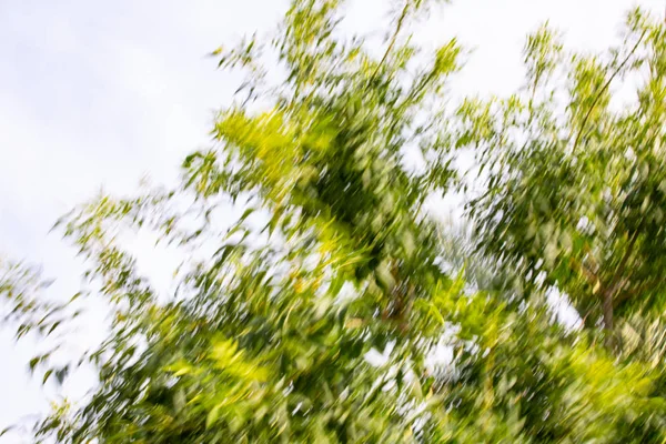 Efecto difuminado de movimiento abstracto. Árbol borroso de primavera — Foto de Stock