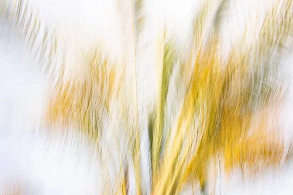 Efeito abstrato de borrão de movimento. Árvore borrada primavera — Fotografia de Stock