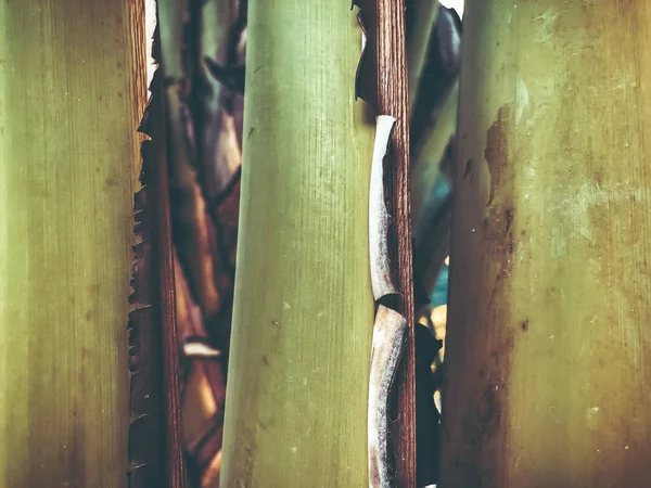 Tropikal palmiye ağacı kapatın. Soyut palm doku doğa arka planı için. — Stok fotoğraf