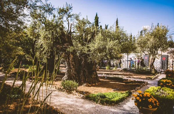 Jerusalem, Israel-oktober 5, 2017: Getsemane på Oljeberget i Jerusalem, Israel — Stockfoto
