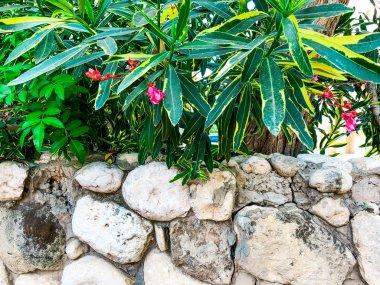 Taş üzerinde çit güzel bahar çiçekleri. Atış kapatın.